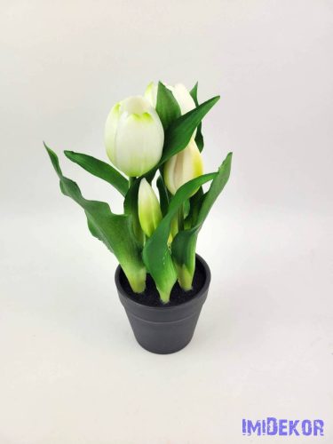 Cserepes gumi tulipán 2+3 fejes 23 cm - Zöldes Fehér