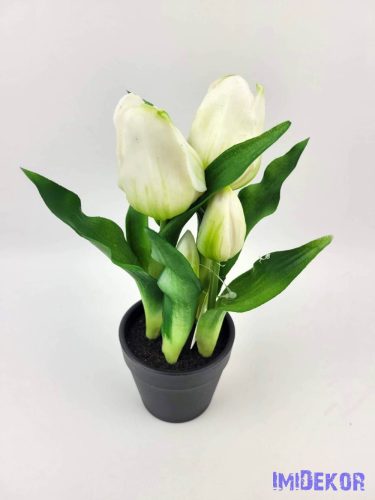 Cserepes gumi tulipán 2+3 fejes 24 cm - Zöldes Fehér