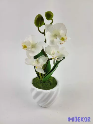 Cserepes gumi orchidea 22 cm - Fehér