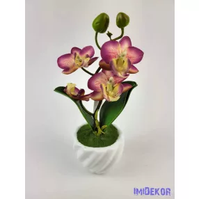 Cserepes gumi orchidea 22 cm - Mályvás