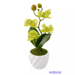 Cserepes gumi orchidea 22 cm - Zöld