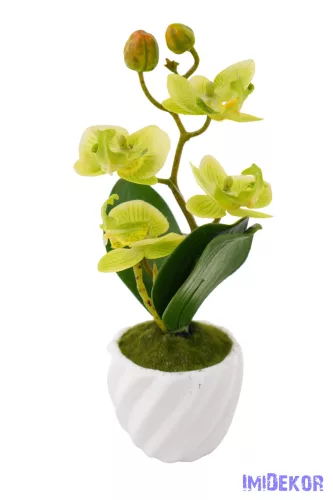Cserepes gumi orchidea 22 cm - Zöld