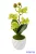 Cserepes gumi orchidea 22 cm - Zöld