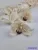 Cymbidium orchidea selyem fej D10 cm - Krém