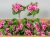 Primula selyemvirág csokor 22 cm rózsaszín