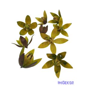 Lily 9db/csomag - Zöld