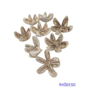 Wild Orange 8db/csomag - Hamvas