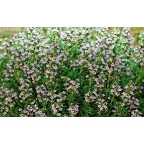   Kakukkfű illóolaj Gladoil / Fleurita 100% tisztaságú hígítatlan illó olaj 10 ml