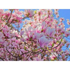   Magnólia illóolaj Gladoil / Fleurita illat illatkeverék illó olaj 10 ml