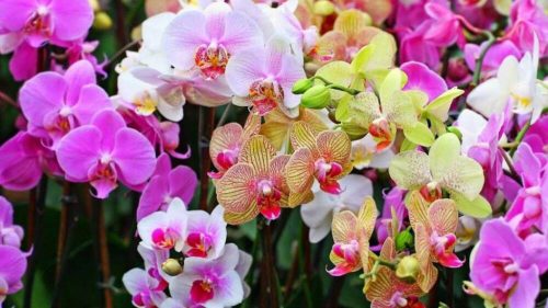 Orchidea illóolaj Gladoil / Fleurita illat illatkeverék illó olaj 10 ml