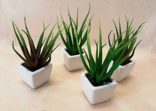 Pozsgás anyósnyelv aloe vera 14 cm 2 színben fehér kocka kaspóban