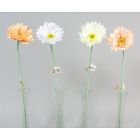 Gerbera